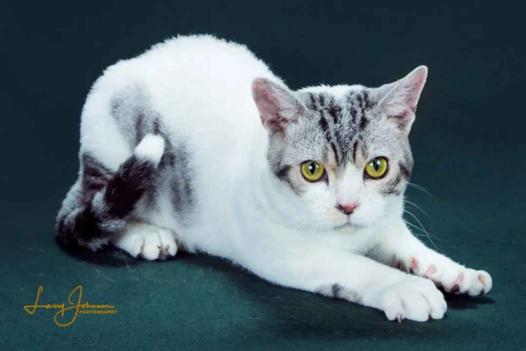 Unique American Wirehair Cat: A Rustic Charm from New York’s Barns