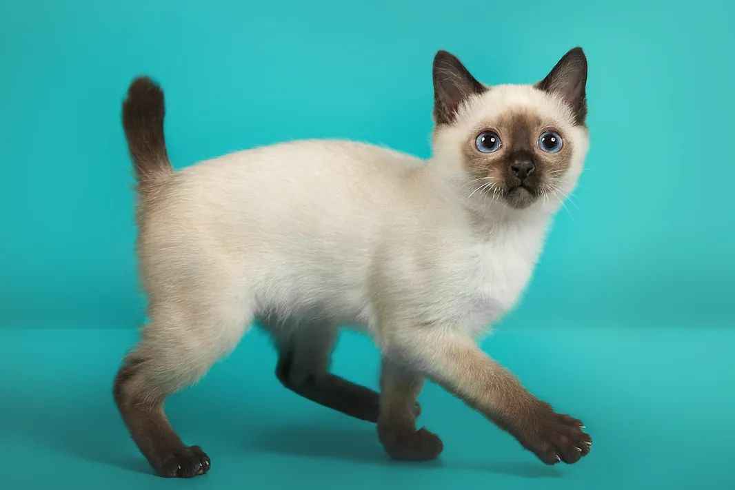 Toybob：Small Body, Big Heart