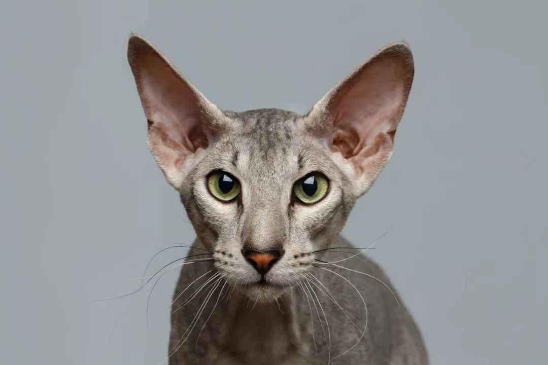 Peterbald: The Graceful and Intelligent Russian Hairless Feline