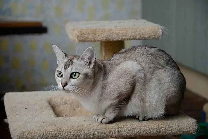 Asian Cats: A Tapestry of Breeds Enchanting the Globe